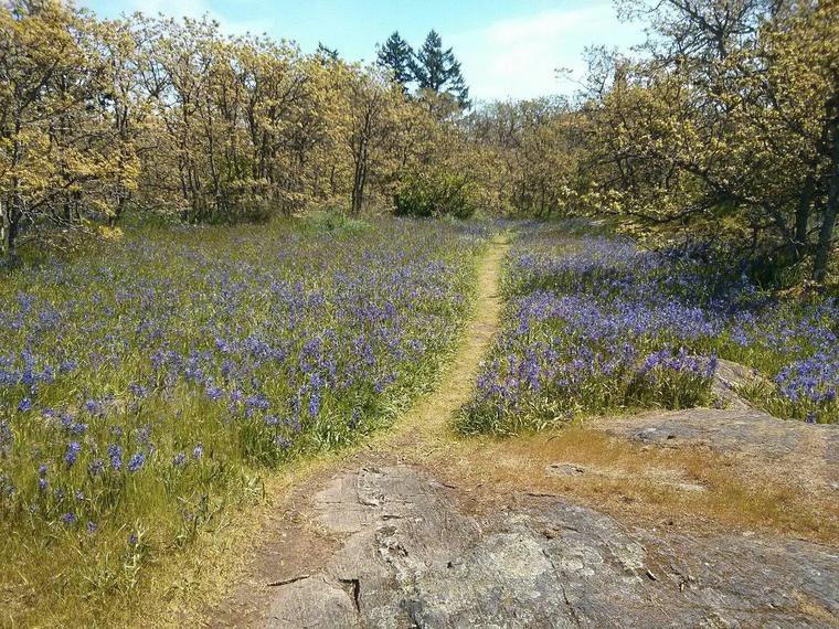 Camas meadow and a path with mountain views at Mt. Tolmie, Victoria