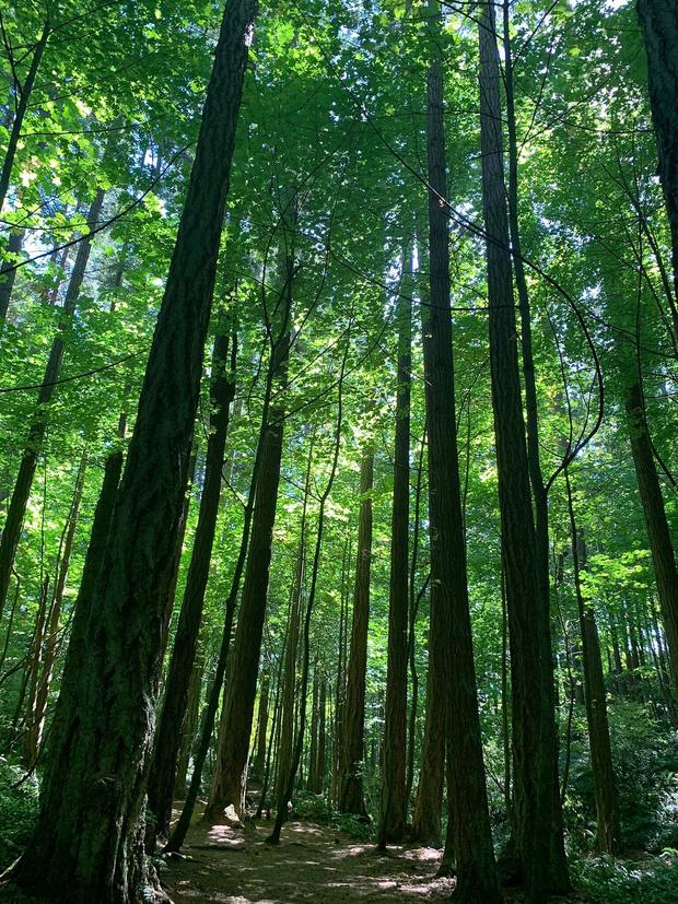 Tall forest of a ravine at Mystic Vale, University of Victoria